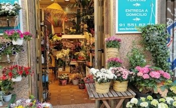 DE LA FUENTE Floristas