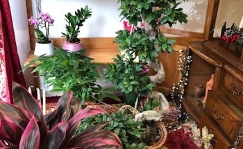 Floristería Los Nardos