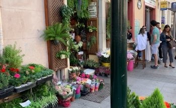 Floristería Terracota. El Manojo De Rosas