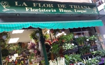 La Flor de Triana ...Hnos Luque