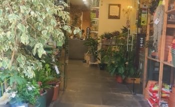 Floristeria Rosa Bley