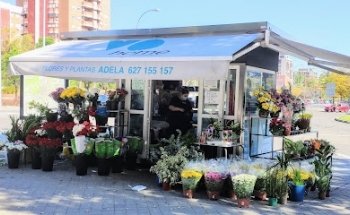 Flores y plantas adela