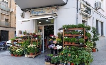 Margaritas flors i plantes