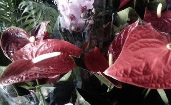 FLORISTERIA MONTELLANO - ESQUEJES CENTRO DE JARDINERIA