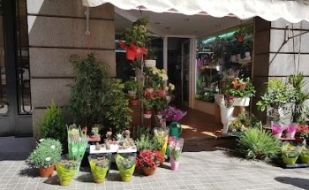 Flors i Plantes Mariona