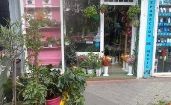 Floristería Rosa de Jericó