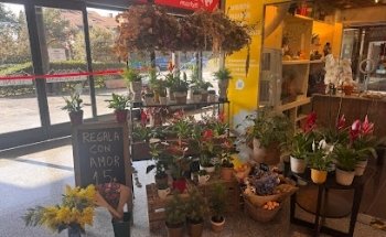 Floristería y Jardinería ¡Ay Margarita!