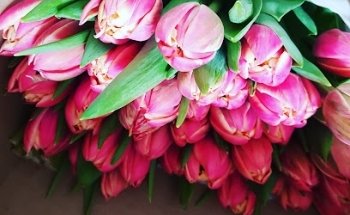 El rancho de las flores