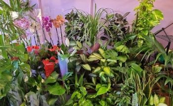 Floristería Real Ogijares