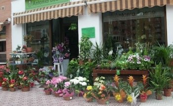 Floristería Antonia Bueno