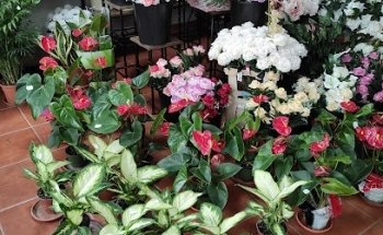 Hnos Escalona Cb, Flores Inmaculada