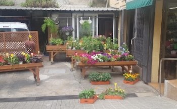 Floristería Mateu