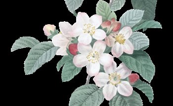 Sara Manzano: taller de flores