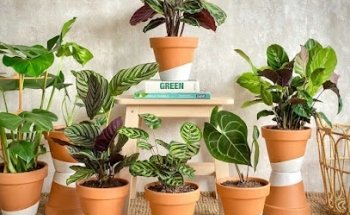 URBAN PLANTA: Plantas a domicilio en bici en Barcelona