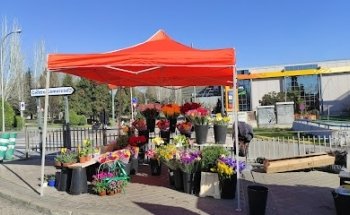 Floristería Amparo Ciudad De Los Angeles