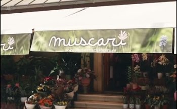 MUSCARI FLORISTERIA CHABRERA