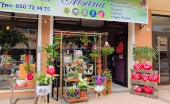 FLORISTERIAS CRISANA ADEJE