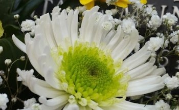 Floristeria Los Cactus
