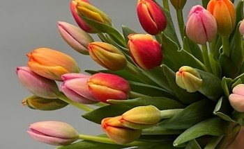 Floristería Narciso II