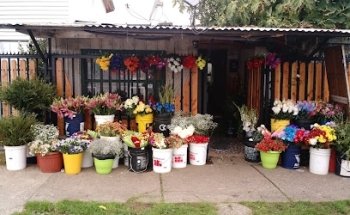 Floreria Río Bueno... Floreria PALLITA Y JC Floreria