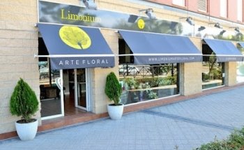 Limonium Arte Floral