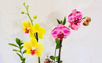 ORQUIDEAS CONCEPCION