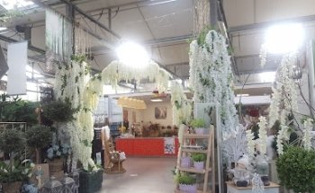 Flores Y Plantas José Pérez