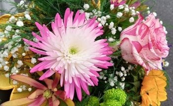 Flores Engracia C.B.