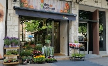 Flor de Holanda Valladolid