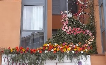 Mimosa flors i detalls