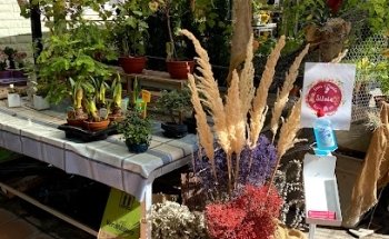 Flors i Plantes Silvia