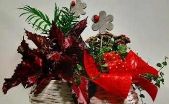 Floristería Petunia