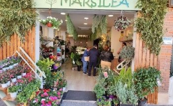MARSILEA FLORISTAS