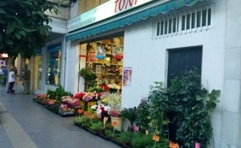 Plantas Toñi