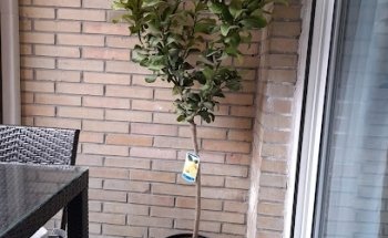 Floristerías La Mimosa