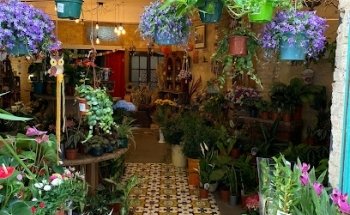 Floristería Sueca 13