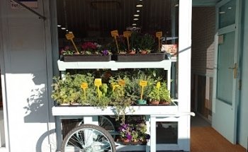 El Jardín de Aralia