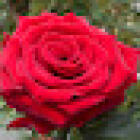 Termeulen Roses 24/7 rozen kopen