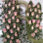 MARTORELL FLORS I PLANTES