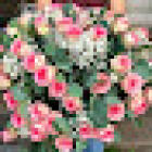 Bonita Blomster