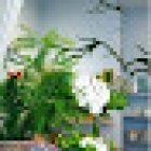 María Rosales Floristeria