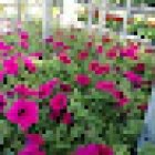 Entre Flores y Plantas