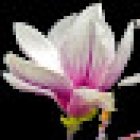 Floristería El Elegante