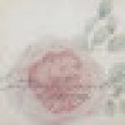 Floristería Cotton Candy