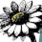 Beyond Flowers