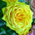 Flores Del Rosedal Cuernavaca