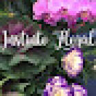 Florería Instinto Floral