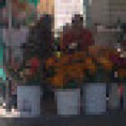 VENTA DE FLORES NATURALES Y ARREGLOS 