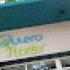 Quiero Flores
