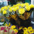 El jardin de Don Eduardo